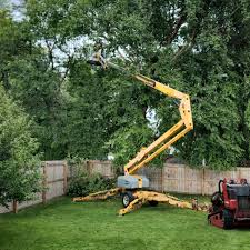 Reliable Opelousas, LA Tree Services Solutions