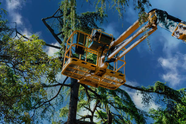 How Our Tree Care Process Works  in  Opelousas, LA